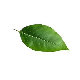 Buy Plants Online in Saudi Arabia Fresh & Healthy Nursery Plants